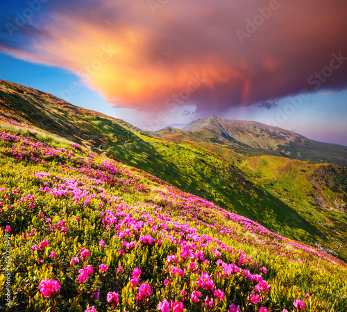 Unbelievable colorful sunrise with fields of blooming rhododendron flowers. Carpathian mountains, Ukraine, Europe.