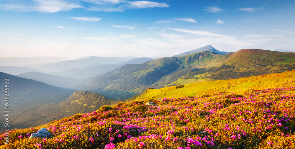 Fototapeta premium Blooming alpine meadows with magical rhododendron flowers on a sunny day. Carpathian mountains, Ukraine, Europe.