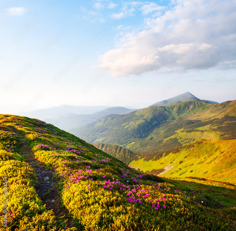 Magical alpine meadows with pink rhododendron flowers on a sunny day. Carpathian mountains, Ukraine, Europe.