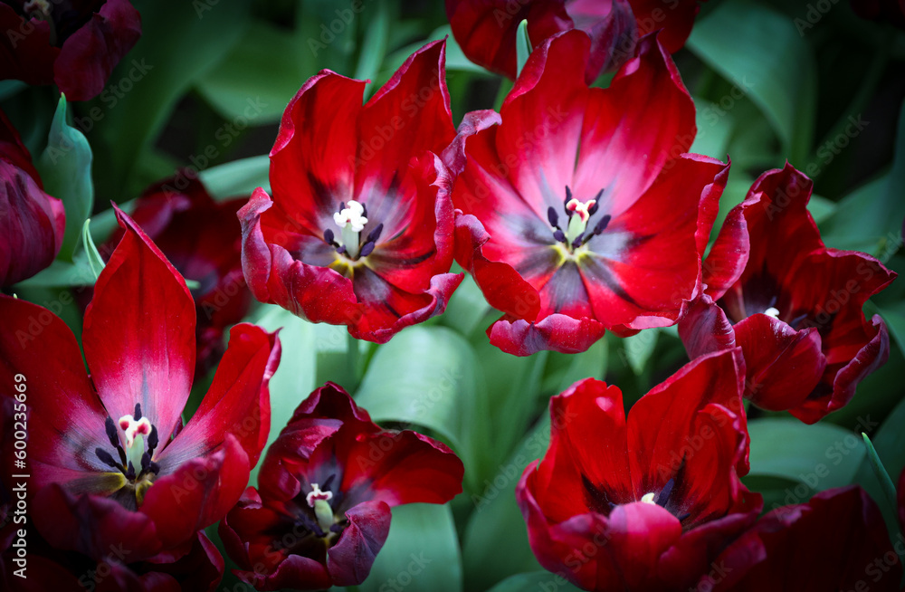 red tulips red tulips