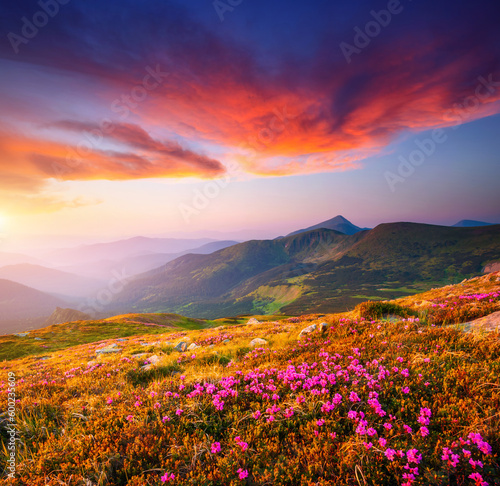 Magic pink flowers rhododendrons at sunset. Carpathian mountains, National Park Chornohora, Ukraine, Europe.