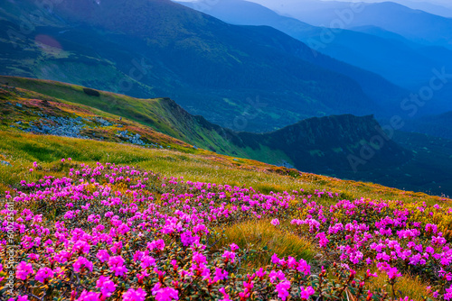 Splendid fields of blooming rhododendron flowers. Carpathian mountains, Ukraine, Europe © Leonid Tit