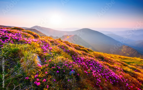 Magical alpine meadows with pink rhododendron flowers on a sunny day. Carpathian mountains, Ukraine, Europe. © Leonid Tit