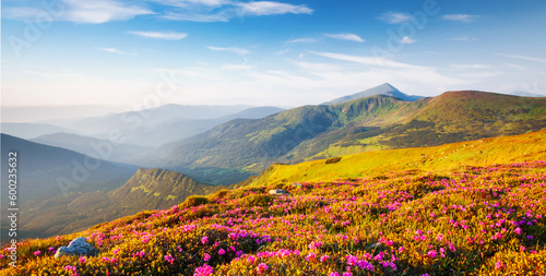 Blooming alpine meadows with magical rhododendron flowers on a sunny day. Carpathian mountains, Ukraine, Europe. © Leonid Tit