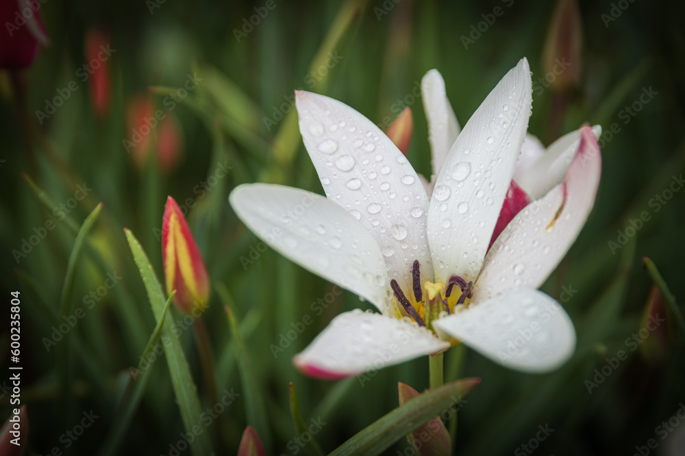 white flower with raindrops