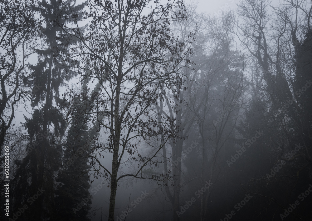 fog in the forest fog in the forest