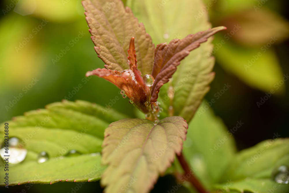 Japanische Spiere mit Regentropfen makro Japanische Spiere mit Regentropfen makro