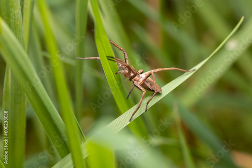 Listspinne lauert im Gras