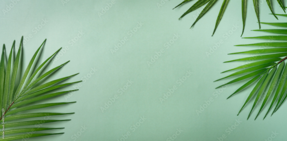Palm leaf branches top view Palm leaf branches top view