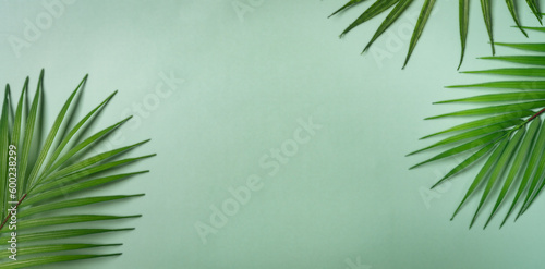 Palm leaf branches top view