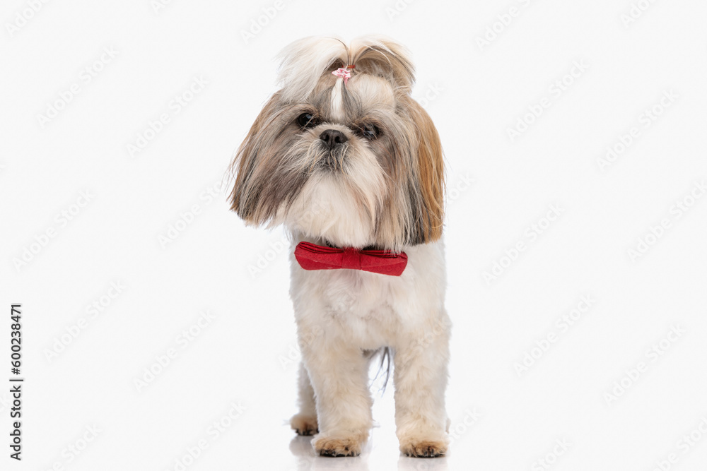 cute elegant shih tzu puppy with red bowtie standing and posing