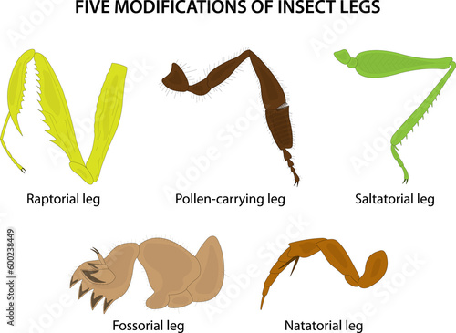Slika na platnu Five modifications of insect legs
