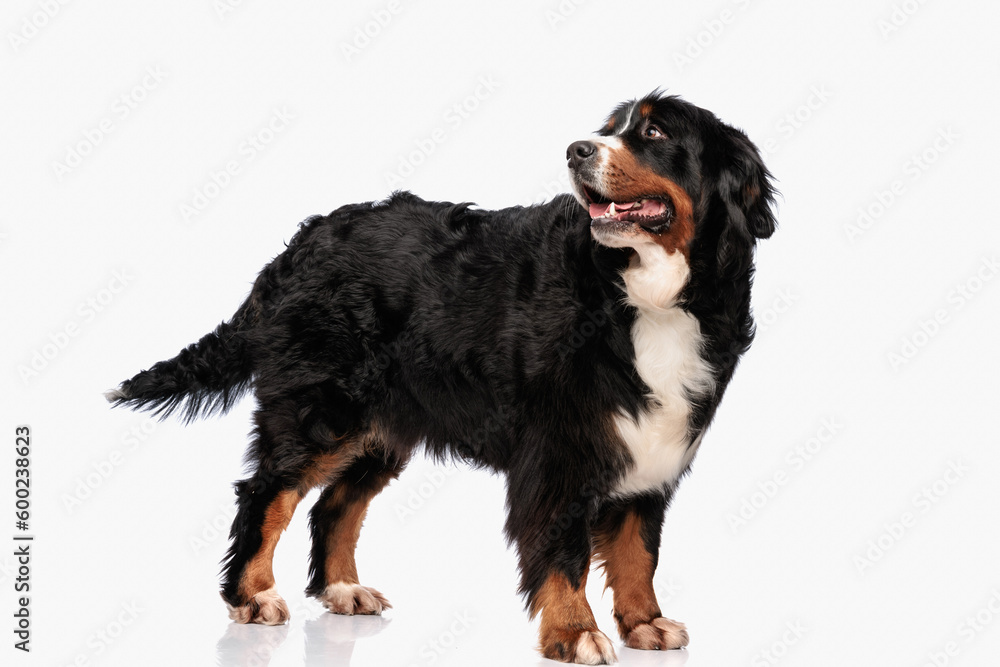 happy bernese mountain dog panting with tongue out and looking behind