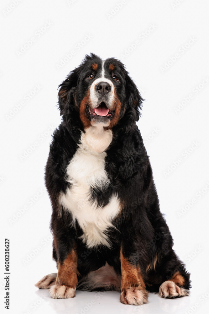 big bernese mountain dog sticking out tongue and looking up