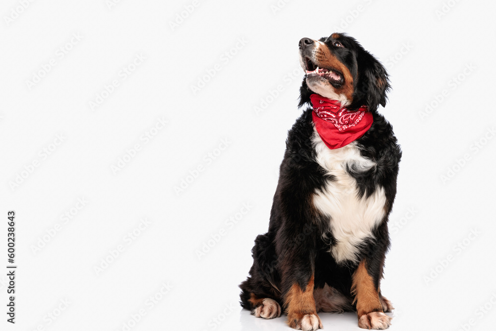curious berna shepherd dog with red bandana looking up and panting