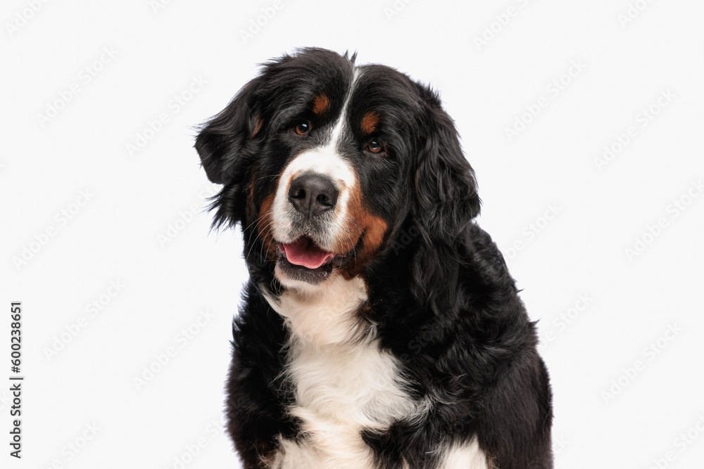 happy bernese mountain dog sticking out tongue and panting