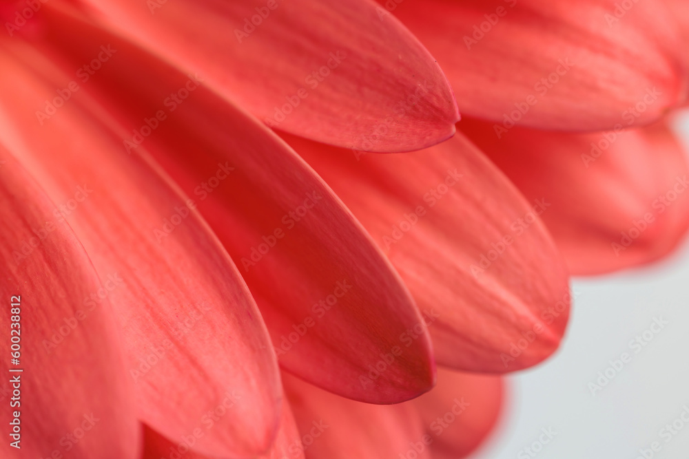 close up abstract picture of red gerbera daisy flower petals