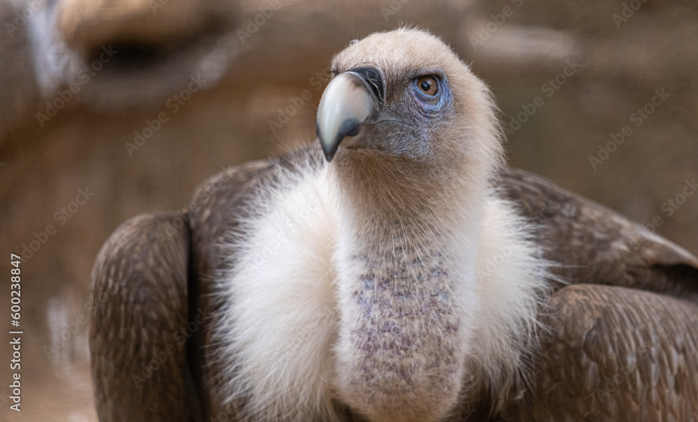 Fototapeta premium Vulture looking at the camera up close