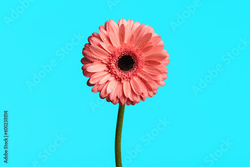 concept of beauty nature by pink gerbera daisy flower on blue background