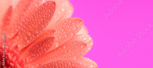 morning dew concept illustrated by pink gerbera daisy petals with waterdrops