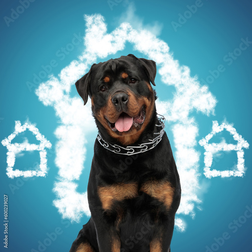 beautiful rottweiler dog with collar panting and waiting for a family