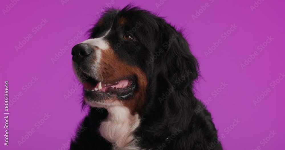 beautiful Berna shepherd dog sticking out tongue and panting while looking to side and sitting in front of purple background beautiful Berna shepherd dog sticking out tongue and panting while looking to side and sitting in front of purple background
