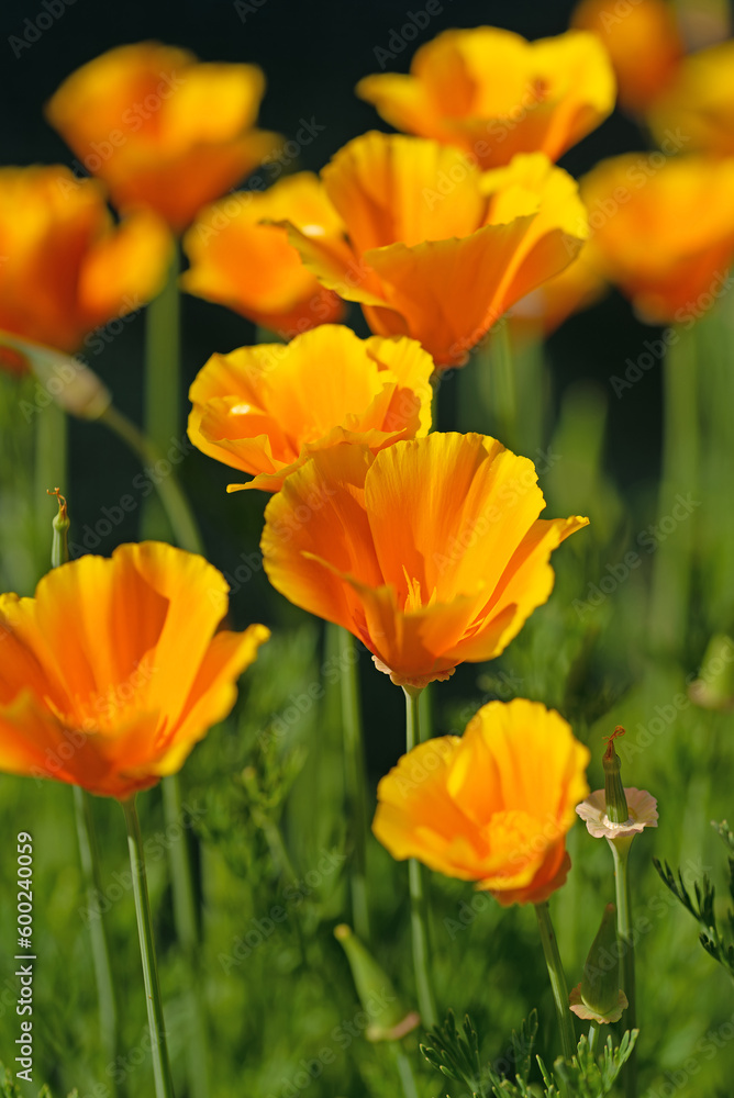 Orange blühender Kalifornischer Mohn, Eschscholzia californica Orange blühender Kalifornischer Mohn, Eschscholzia californica