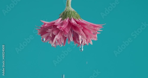 concept of fresh nature illustrated by pink upside down gerbera daisy flower with essential oil dripping backwards in front of blue background photo