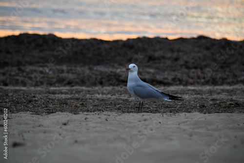 Mouette