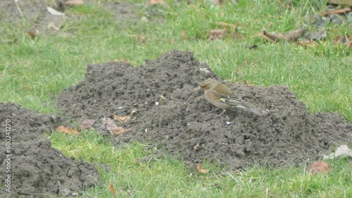 Bird Common chaffinch, Chaffinch, Fringilla coelebs female in the molehill region looking for food - sunflower seeds. photo