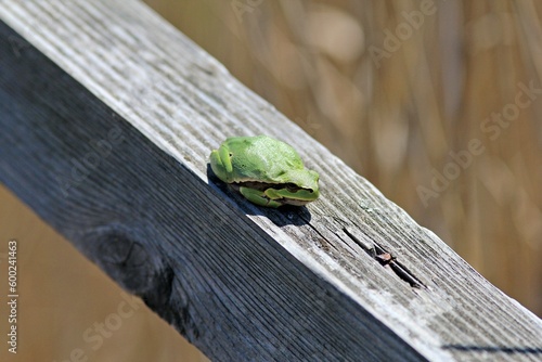 Green frog Hyla arborea in spring 