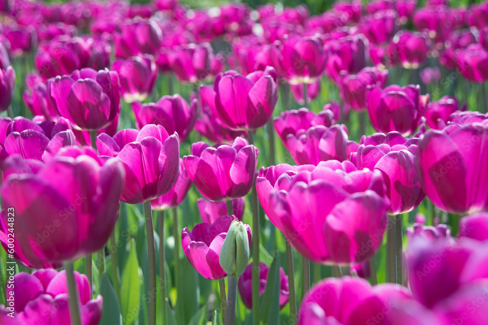 Field of bright tulip flowers Field of bright tulip flowers