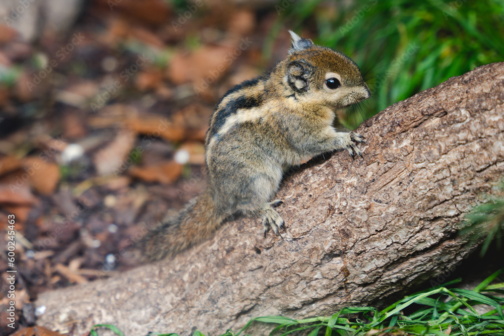 Streifenhörnchen, Eichhörnchen, Chipmunk, tier, süss, wald, natur Streifenhörnchen, Eichhörnchen, Chipmunk, tier, süss, wald, natur