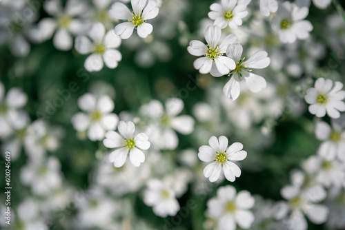 close-up of flowering white flowers in meadow. beautiful nature. summer concept