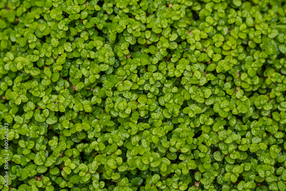 Natural foliage, leaves green plant background. leaf texture. Green plant natural pattern background