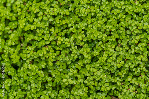 Natural foliage, leaves green plant background. leaf texture. Green plant natural pattern background © mathilde