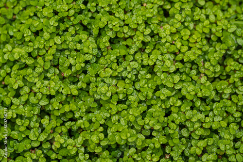 Natural foliage  leaves green plant background. leaf texture. Green plant natural pattern background