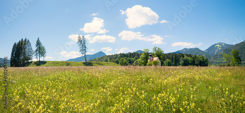 wildflower meadow at peninsula Zwergern, at the  lakeside Walchensee, bavarian spring landscape photo