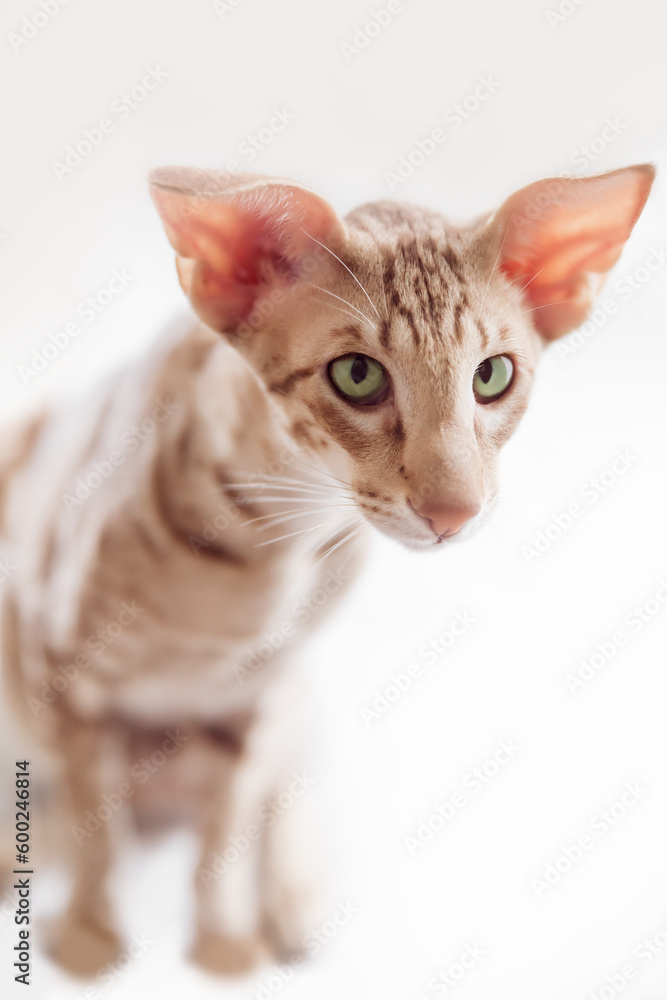 Close-up portrait of cute oriental purebreed cat sitting on white backgrond