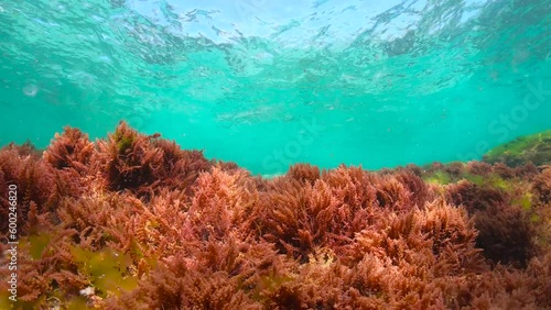 Ripples of water surface and red seaweed underwater in the Atlantic ocean, natural scene (harpoon weed alga Asparagopsis armata), Spain, 59.94fps