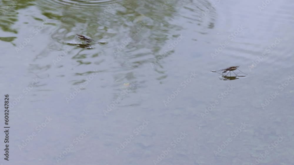 pond skater insects on the water surface