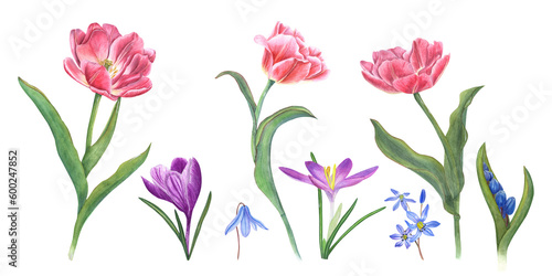 Watercolor set of tulips, crocuses, scillas isolated on transparent background. Botanical illustration for cards, book design, greetings, stickers, patterns, banners, templates, flower shops