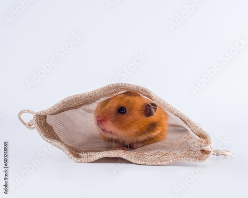 a red-haired hamster looks out of the bag. isolated on white.