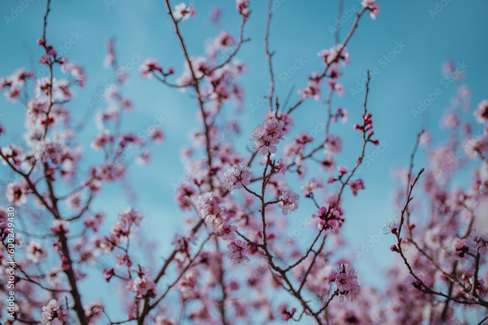 Branches of blossoming apricot tree on sky background Branches of blossoming apricot tree on sky background