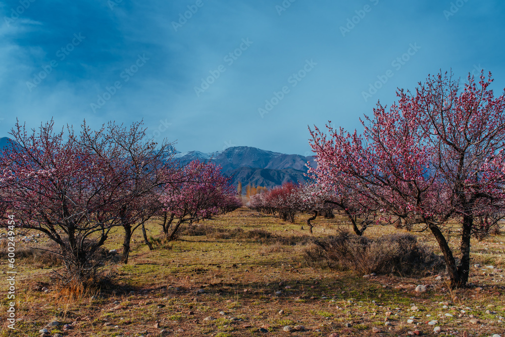 Spring landscape with apricot trees on mountains background, Kyrgyzstan Spring landscape with apricot trees on mountains background, Kyrgyzstan
