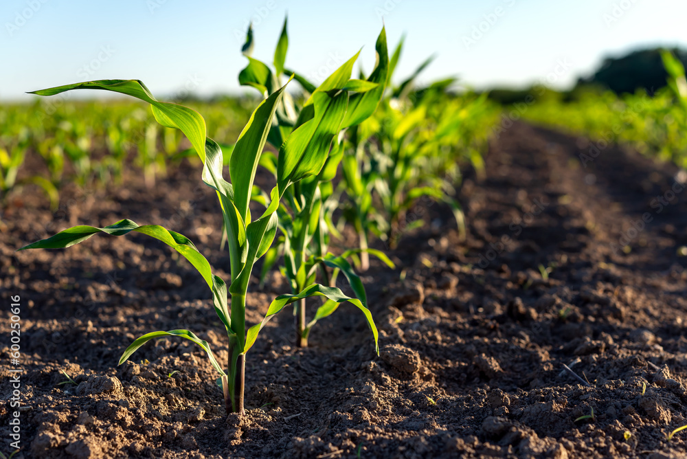 Naklejka premium Green corn plants on a field