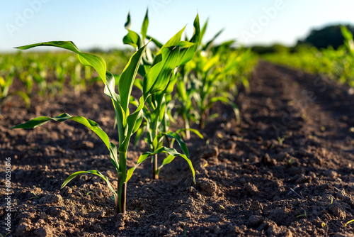 Billede på lærred Green corn plants on a field