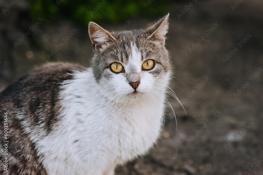 A beautiful fluffy white-gray young cat sits in nature. Portrait, photograph of a pet.