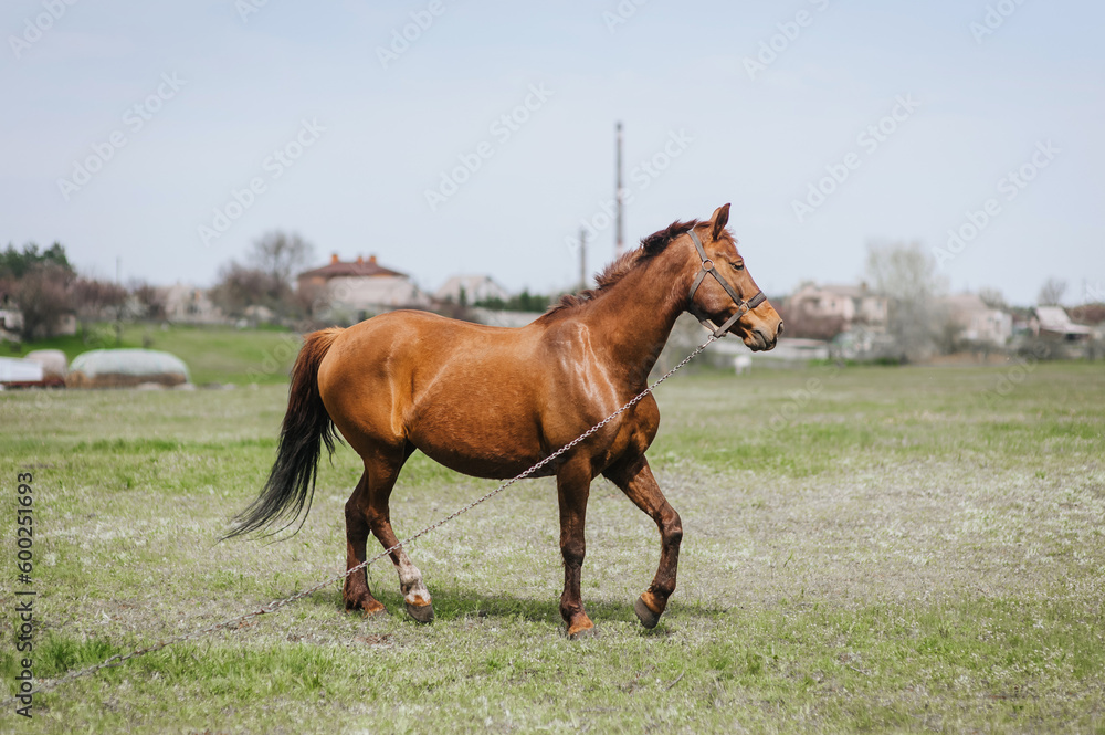 Obraz premium A beautiful brown horse, a stallion walks, grazes in a meadow with green grass in a pasture in a village, nature in sunny weather. Animal photography, portrait, wildlife, countryside.