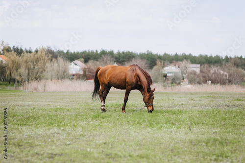 Beautiful brown horse, stallion walks, grazes in a meadow with green grass in a pasture, nature. Animal photography, portrait, wildlife, countryside.